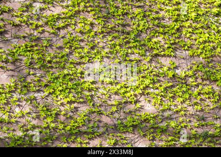 Gemauerte Mauer mit dicker grüner Efeupflanze bedeckt. Barcelona, Katalonien, Spanien. Stockfoto