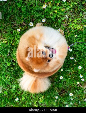 Ein lustiger Spitz, ein winziger Hund. Sieht aus wie ein runder, flauschiger Ball. Unglaublich kleine Süße. Stockfoto