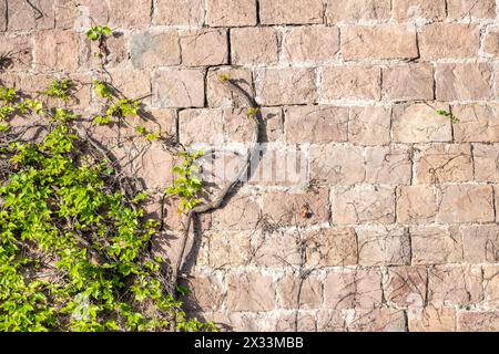 Steinhalbwand bedeckt mit dicker grüner Efeupflanze. Barcelona, Katalonien, Spanien. Stockfoto