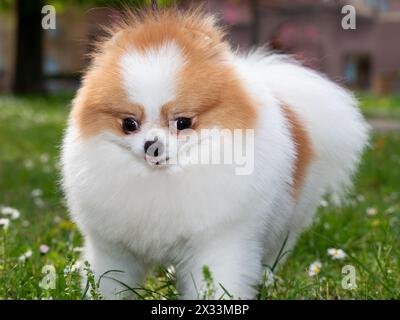 Ein lustiger Spitz, ein winziger Hund. Sieht aus wie ein runder, flauschiger Ball. Unglaublich kleine Süße. Stockfoto