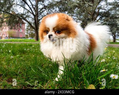 Ein lustiger Spitz, ein winziger Hund. Sieht aus wie ein runder, flauschiger Ball. Unglaublich kleine Süße. Stockfoto