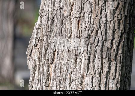 Alter Baumstamm mit dicker strukturierter Rinde, perfekt für den Hintergrund. Barcelona, Katalonien, Spanien. Stockfoto