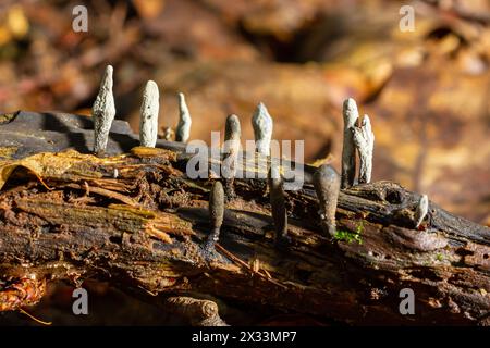 Xylaria hypoxylon ist eine Pilzart aus der Familie Xylariaceae, die unter einer Vielzahl von gebräuchlichen Bezeichnungen wie dem Kerzenpilz, der Kerzenschnuppe, bekannt ist Stockfoto