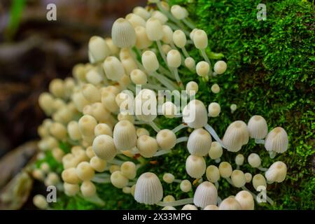 Mycena epipterygia ist eine Pilzart aus der Familie der Pilze, die in Europa häufig vorkommt Stockfoto