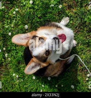 Lustiger Hund Trikolore Corgi pembroke spielt auf einem sonnigen Rasen. Sehr aktiver und sehr netter Hund. Stockfoto