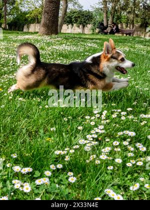 Lustiger Hund Trikolore Corgi pembroke spielt auf einem sonnigen Rasen. Sehr aktiver und sehr netter Hund. Stockfoto