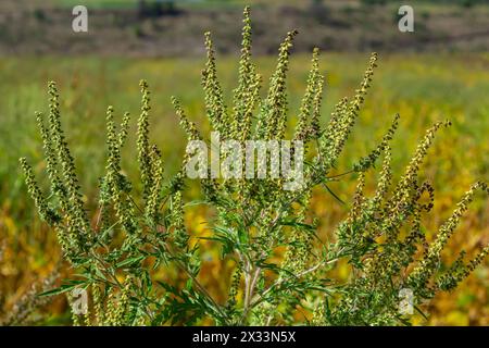 Ambrosia trifida, der Riesenragweed, ist eine blühende Pflanzenart aus der Familie der Asteraceae. Stockfoto