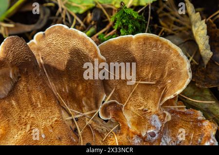 Natürliche Nahaufnahme des Riesenpolyporenpilzes, Meripilus giganteus im Wald. Stockfoto