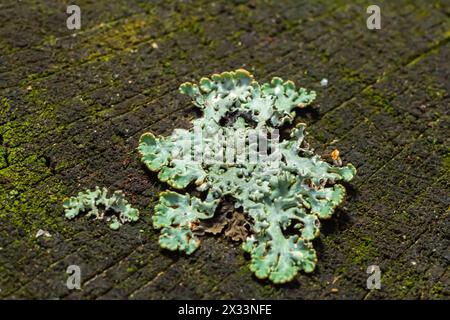 Nahaufnahme von Flechten Hypogymnia physodes an einem alten Baumzweig. Stockfoto