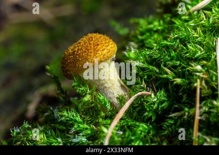 Pilze von Honigpilzen aus der Nähe auf dunklem Hintergrund wachsen im Wald. Stockfoto