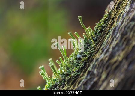 Nahaufnahme der Trompetenflechte Cladonia fimbriata zwischen Steinblumen und Moos auf einem Felsen. Stockfoto