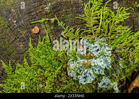 Nahaufnahme von Flechten Hypogymnia physodes an einem alten Baumzweig. Stockfoto