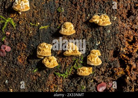 Fomes fomentarius Pilz auf dem Kofferraum einer alten Pappel an einem Sommertag. Stockfoto