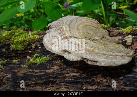 Fomes fomentarius Pilz auf dem Kofferraum einer alten Pappel an einem Sommertag. Stockfoto