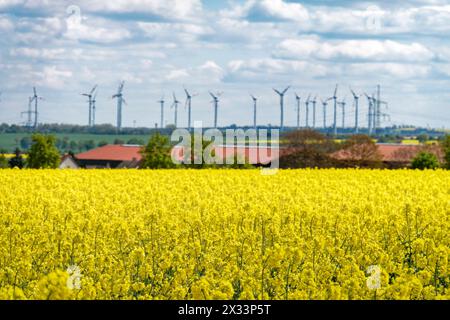 Windräder, Rapsfeld, Frühling, Sachsen-Anhalt, Deutschland Stockfoto