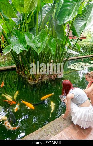 Jim Thompsen House, Koi-Karpfen im Teich, Cyprinus carpio, tropischer Garten, Bangkok, Thailand Stockfoto