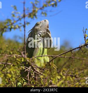Wildes Iguana auf St. Marten Island Stockfoto