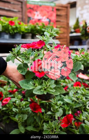 Kiel, Deutschland. April 2024. Eine Mitarbeiterin der Rumpf-Baumschule in Kiel hält die Balkonpflanze Tuba Lou in der Hand. Der Petunia Beautical Red Maple ist eine Kreuzung zwischen Petunie und calibrachoa (Zauberglocke) und wurde 2024 zur „Pflanze des Jahres im Norden“ gewählt. Die Gartensaison beginnt offiziell am 26. April 2024. Frank Molter/dpa/Alamy Live News Stockfoto