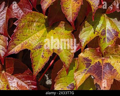 Nahaufnahme der bunten Blätter der wilden Weinrebe (Parthenocissus), die an einer Wand haften Stockfoto