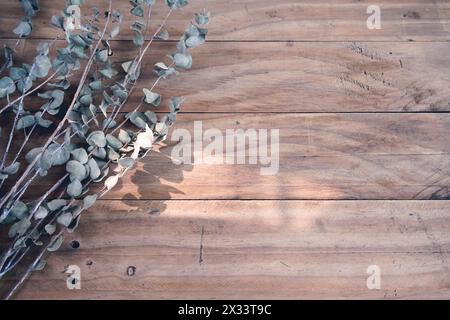 Eukalyptus-botanische trockene Stammblätter auf hölzernem Kratztisch mit Morgensonne und Raum. Stockfoto