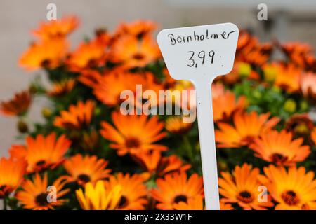 PRODUKTION - 24. April 2024, Schleswig-Holstein, Kiel: Bornholm-Gänseblümchen werden in der Baumschule Rumpf in Kiel verkauft. Die Gartensaison beginnt offiziell am 26. April 2024. Foto: Frank Molter/dpa Stockfoto