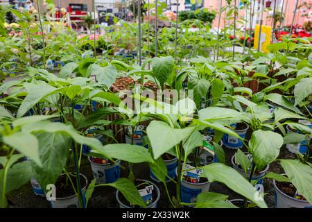 PRODUKTION - 24. April 2024, Schleswig-Holstein, Kiel: Paprikapflanzen (Capsicum) werden in der Baumschule Rumpf in Kiel verkauft. Die Gartensaison beginnt offiziell am 26. April 2024. Foto: Frank Molter/dpa Stockfoto
