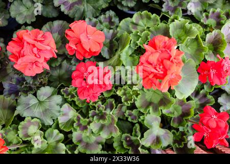 PRODUKTION - 24. April 2024, Schleswig-Holstein, Kiel: Geranien werden in der Baumschule Rumpf in Kiel verkauft. Die Gartensaison beginnt offiziell am 26. April 2024. Foto: Frank Molter/dpa Stockfoto