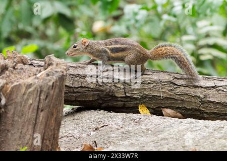 Berdmore's Bodenhörnchen oder indochinesisches Bodenhörnchen, Menetes berdmorei, alleinerziehender Erwachsener auf Baumstamm, Wat Thom, Thailand Stockfoto