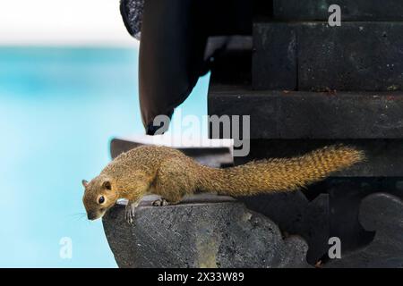 Wegerich oder dreifarbiges Eichhörnchen oder orientalisches Eichhörnchen, Callosciurus notatus, einzelnes Tier im Wald, Wat Thom, Thailand Stockfoto