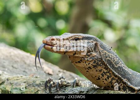 Asiatischer Wassermonitor, Varanus salvator, Nahaufnahme des Kopfes des Trinkwassers für Erwachsene, Wat Thom, Thailand Stockfoto
