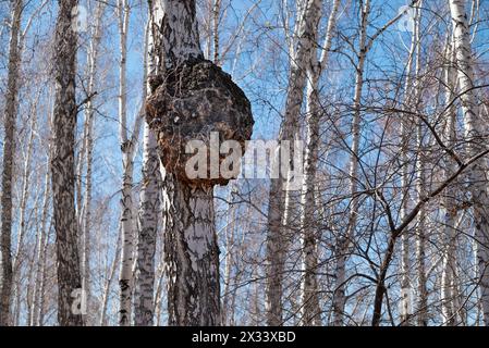 Riesiges Wachstum am Stamm der Birke. Der große Waldbaum ist krank. Krankheiten der Bäume Stockfoto