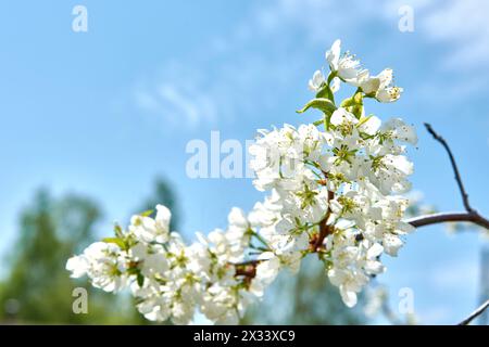 Nahaufnahme der Frühlingsblüte auf blauem Himmel Hintergrund. Makroblütenbaum Birne Stockfoto