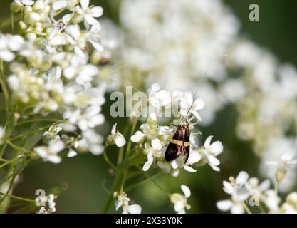 Longhorn-Motte, Gelbgeschlitztes Langhorn, Coquille d'Or, Adela degeerella, pompás tőrösmoly, Ungarn, Magyarország, Europa Stockfoto