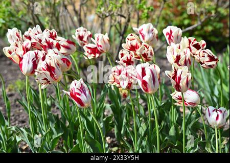Rot-weiß gestreifte Frühlingsblumen von Triumph Tulip Grand Perfection im britischen Garten April Stockfoto