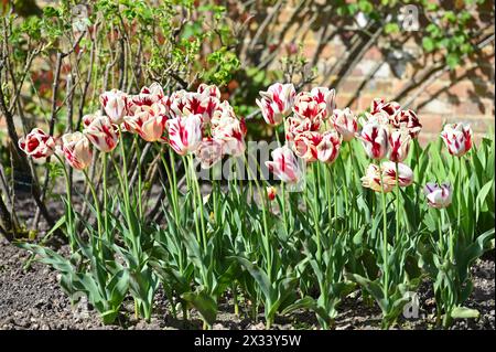 Rot-weiß gestreifte Frühlingsblumen von Triumph Tulip Grand Perfection im britischen Garten April Stockfoto