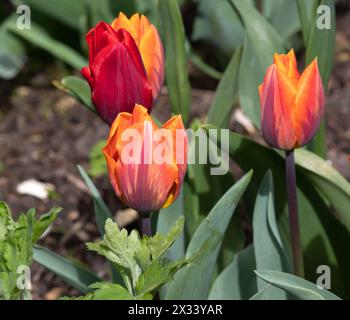 Tulpe Prinzessin Irene Stockfoto