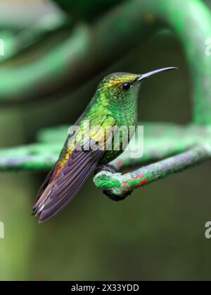 Männlicher kupferköpfiger Smaragd, Elvira cupreiceps, Trochilidae. Monteverde, Costa Rica. Ein kleiner Kolibri. Stockfoto