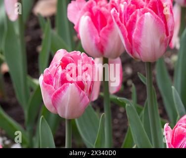 Tulip Foxtrott Stockfoto