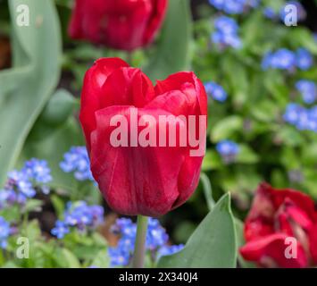 Tulpe Seadov Stockfoto