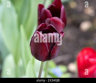 Tulip Paul Scherer Stockfoto