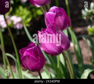 Tulip Negrita Stockfoto