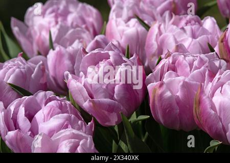 Tulip Katinka Stockfoto