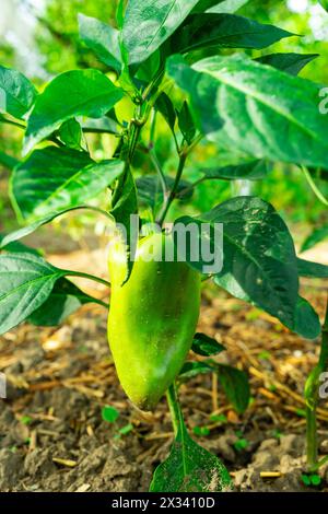 Ein großer grüner Pfeffer reift auf dem Busch. Stockfoto