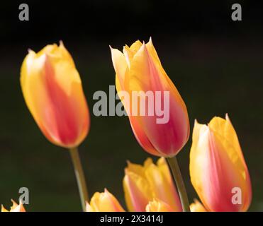 Tulpe rot Lady Stockfoto