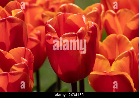 Tulip Annie Schilder Stockfoto