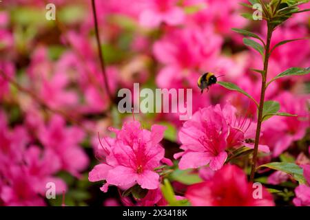 Biene auf Azaela Blume Stockfoto