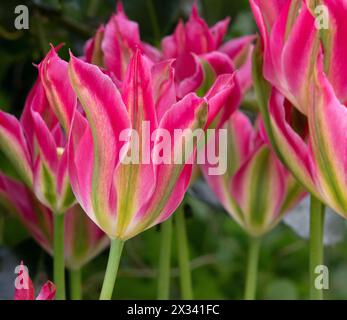 Tulpe Virichic Stockfoto