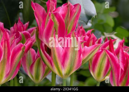 Tulpe Virichic Stockfoto