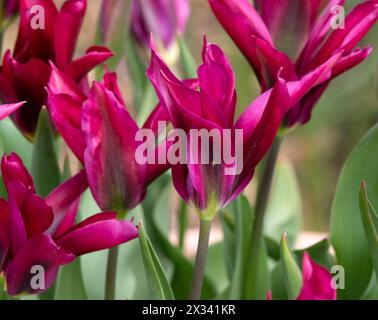 Tulpenlila Puppe Stockfoto