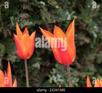 Tulpe Ballerina Stockfoto